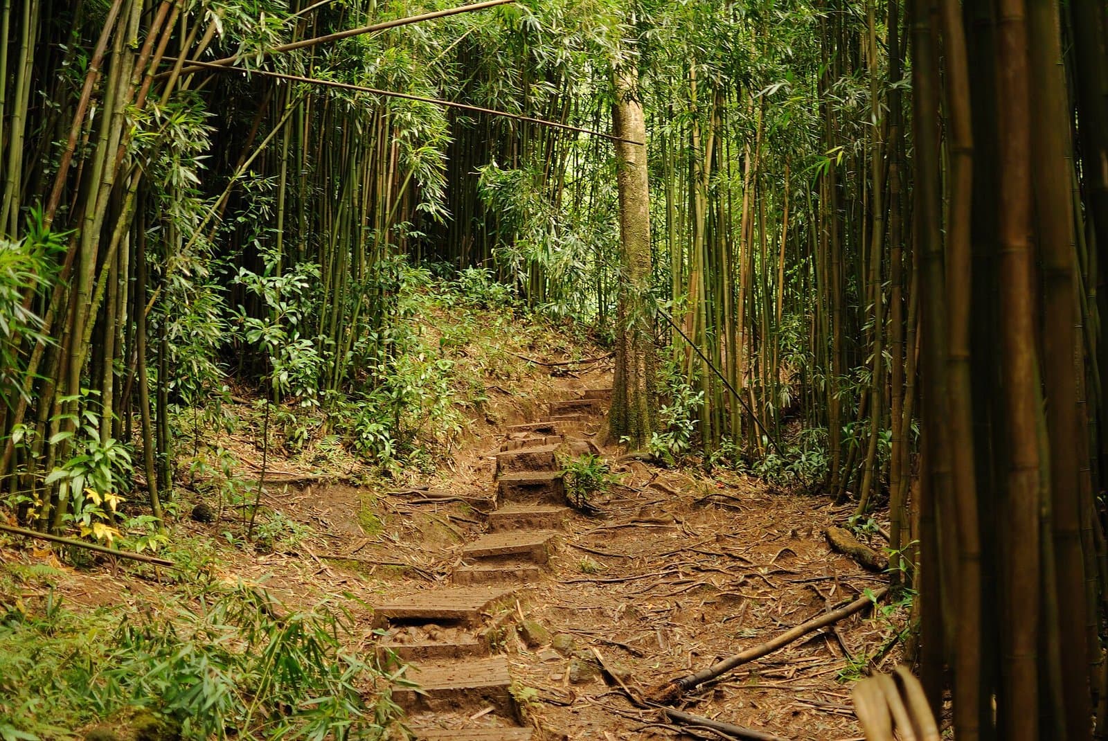 Rainforest trail to Mānoa Falls, Honolulu